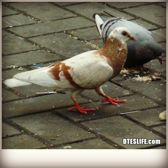 Pigeons in Downtown Eastside